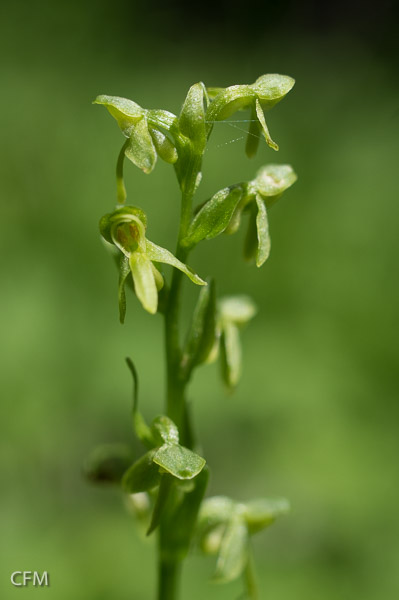 Bog orchid; Platanthera sp.