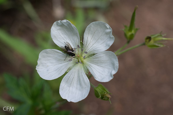 Pollinator on Richardson's Geranium