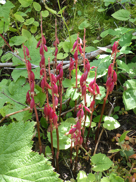 Coral root orchids