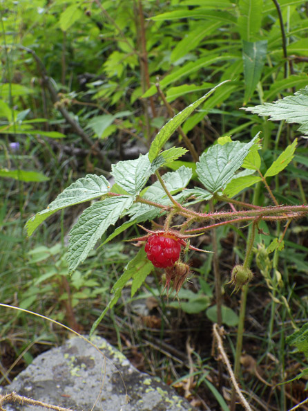 Raspberries