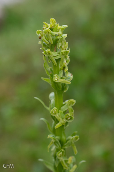 Bog orchid; Platanthera aquilonis