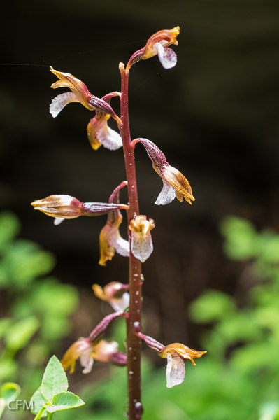 wister's coral root