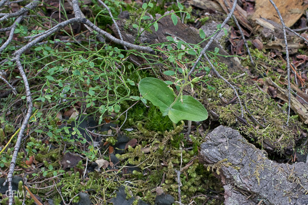 Listera in context