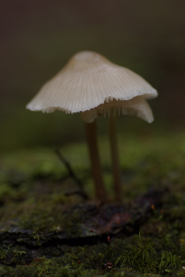 IMGP4259