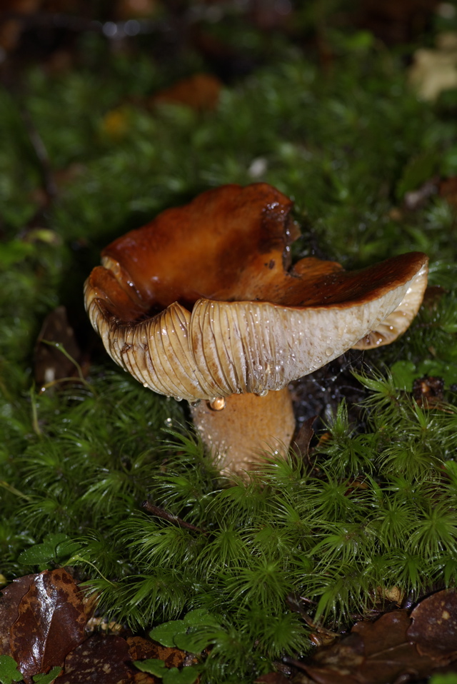 IMGP4261