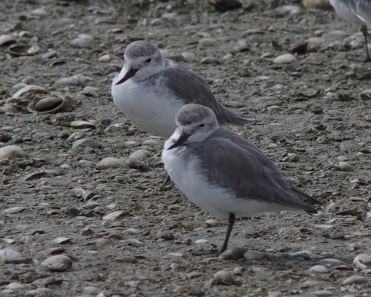 IMGP4572WryBills2