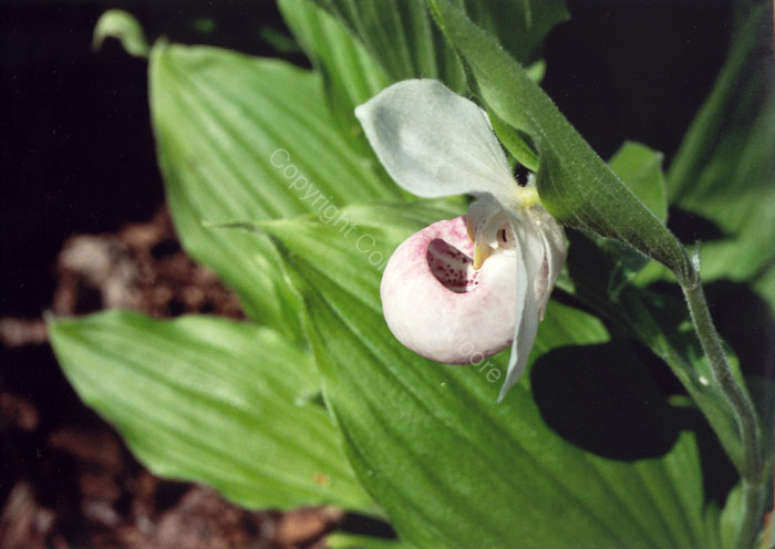 queenslipper182002