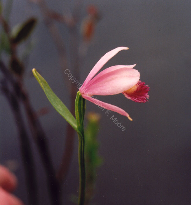 rosepogonia1992