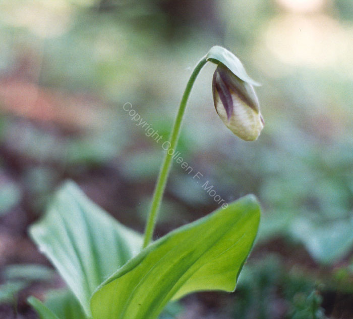 yellowslipbud51999