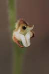 rattlesnake plantain eye