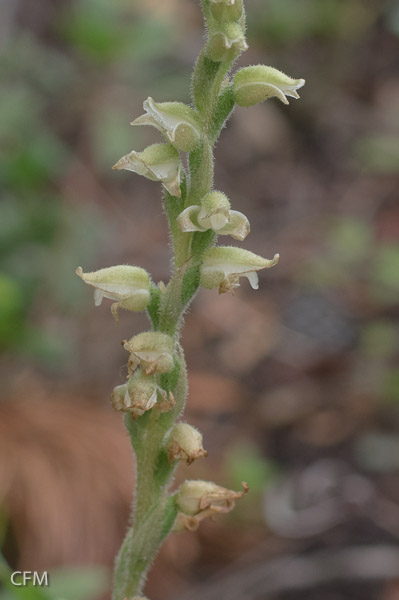 Goodyera orchid