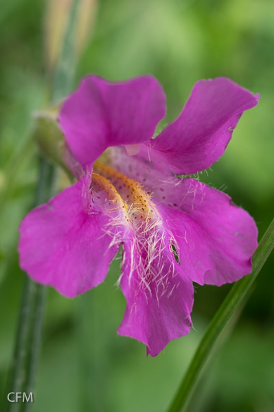 Lewis Monkeyflower