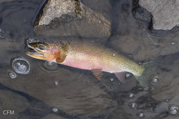 Westslope cutthroat trout