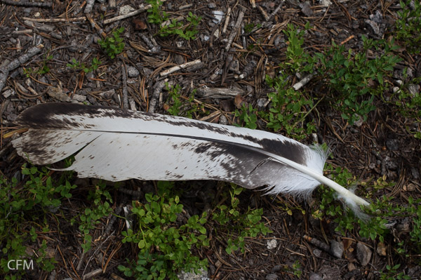 Eagle feather